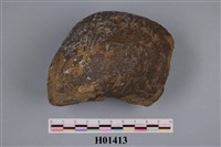 藏品(鳥尾蛤)的圖片